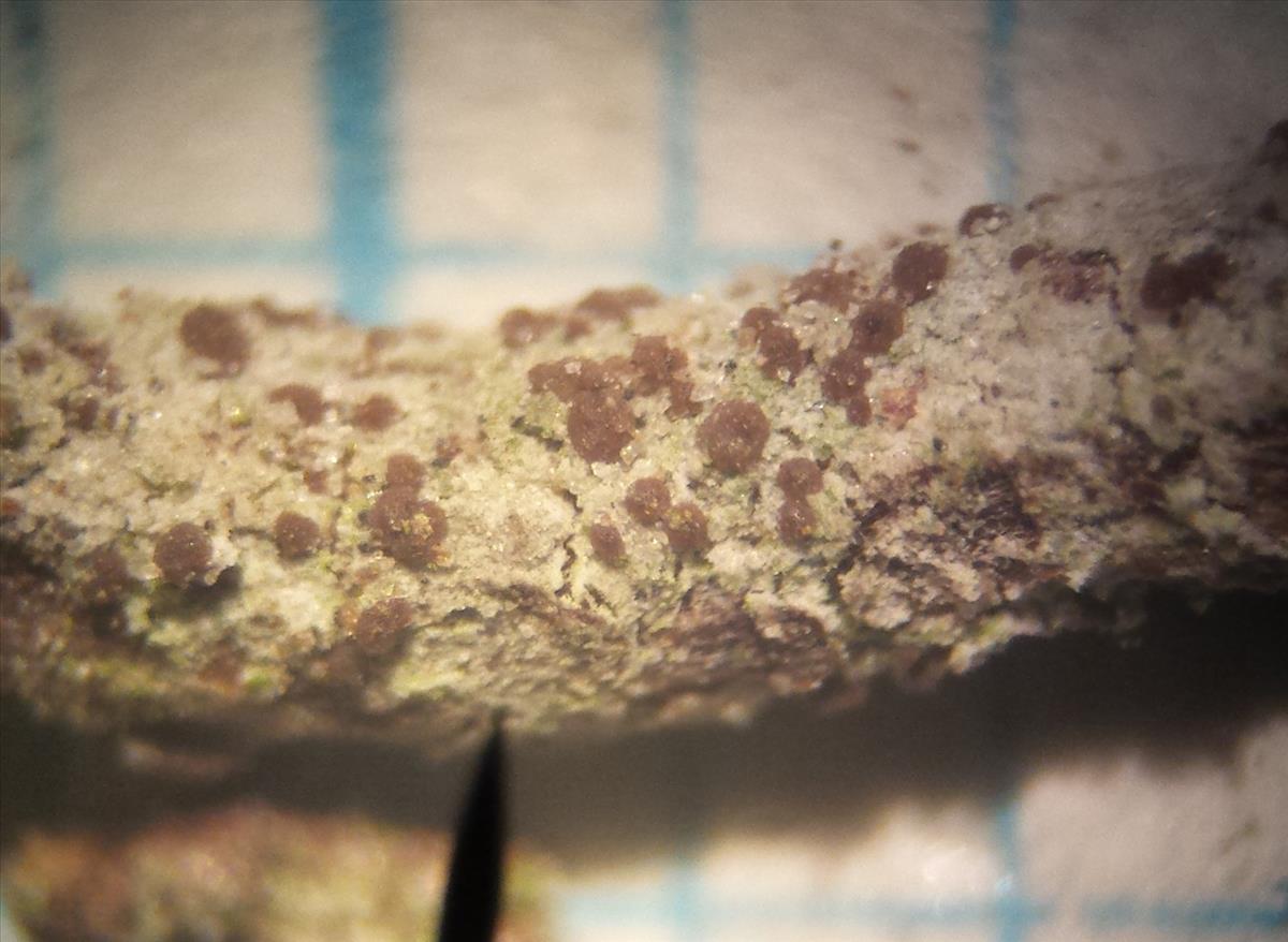 Micarea myriocarpa (door Bart Hessen)