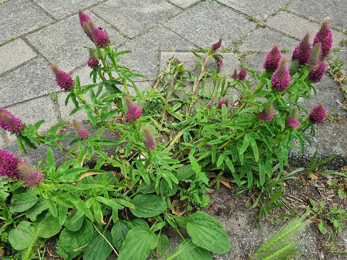Trifolium rubens (door Hanneke Waller)