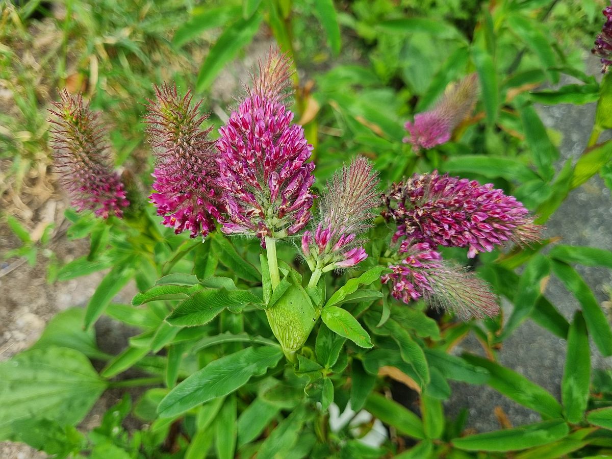 Trifolium rubens (door Hanneke Waller)