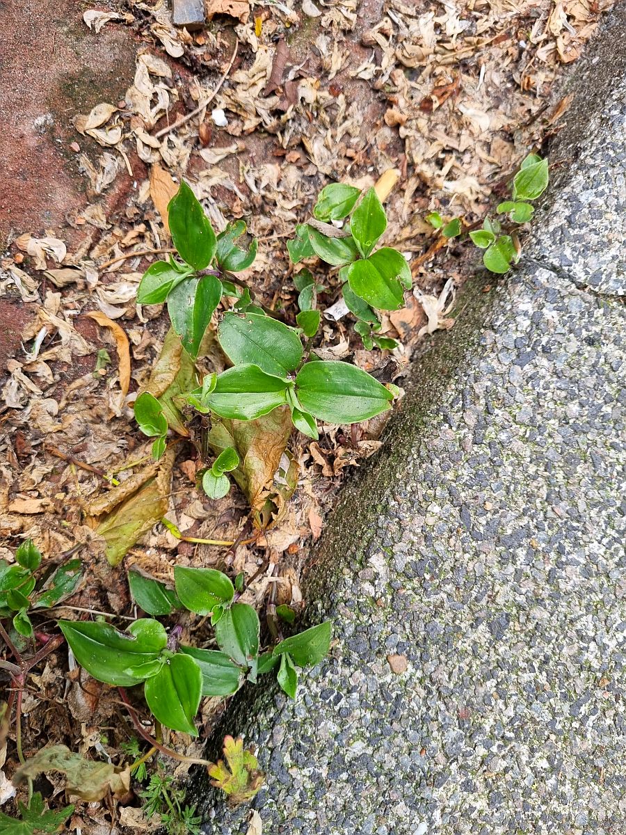 Tradescantia fluminensis (door Hanneke Waller)
