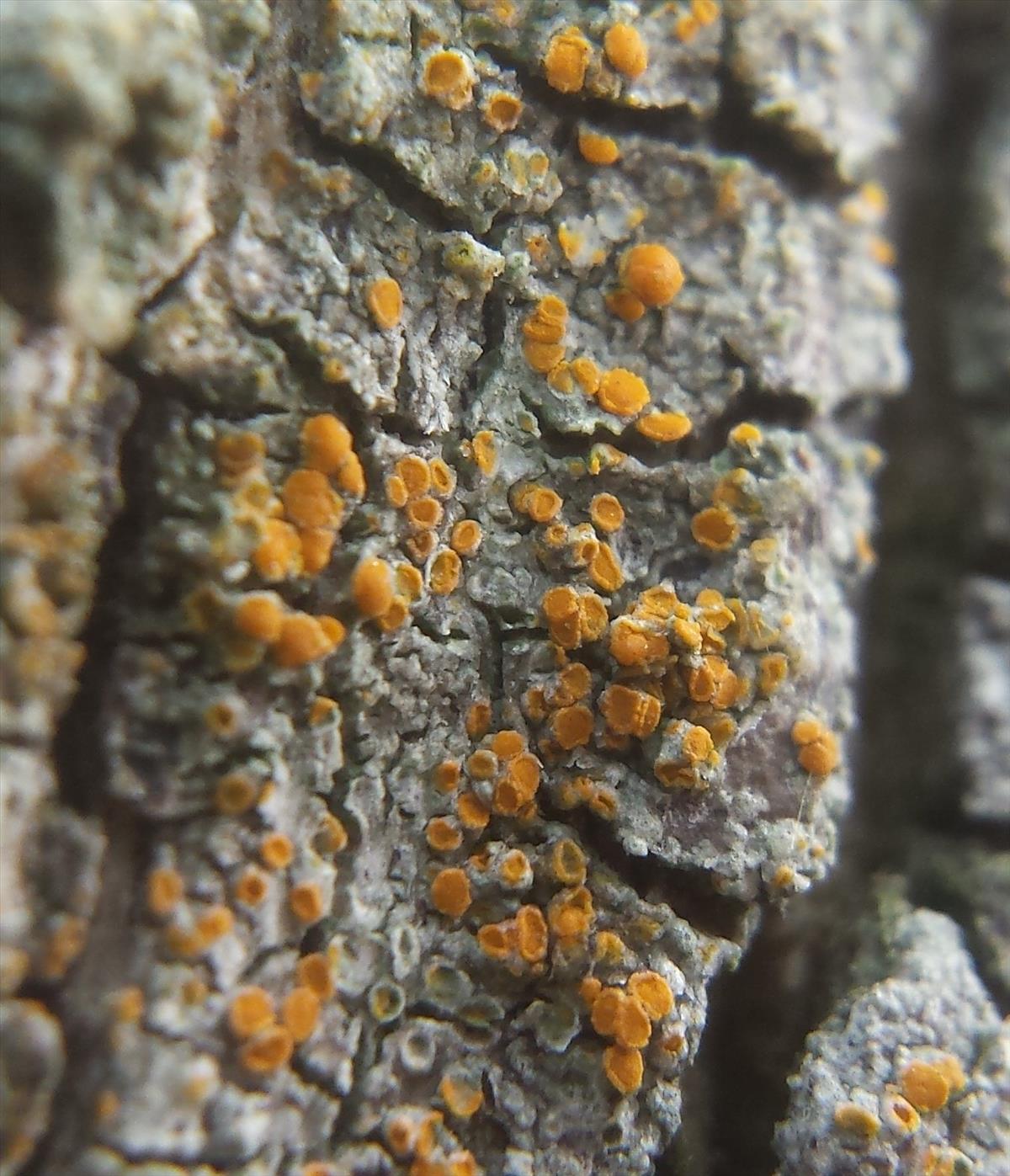 Cerothallia luteoalba (door Bart Hessen)