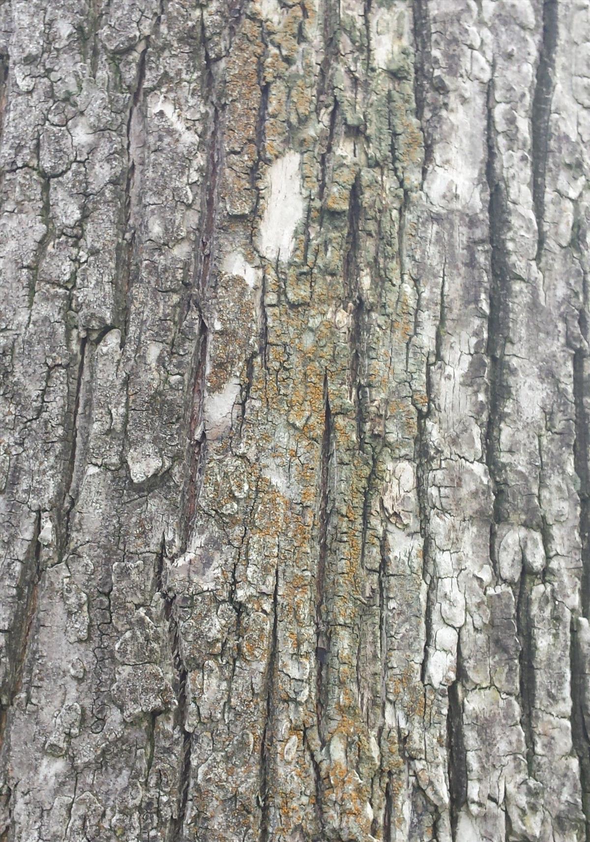 Cerothallia luteoalba (door Bart Hessen)