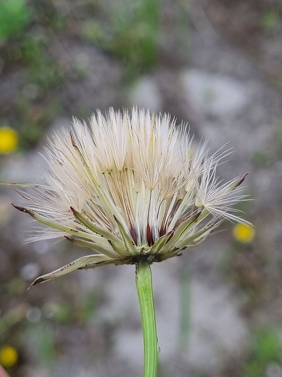 Hypochaeris radicata (door Hanneke Waller)