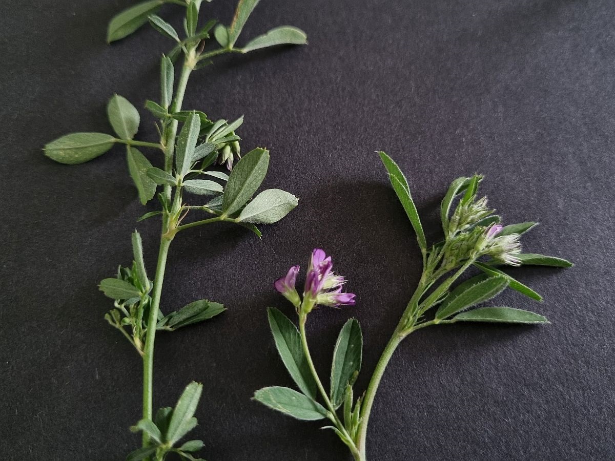 Medicago sativa (door Hanneke Waller)