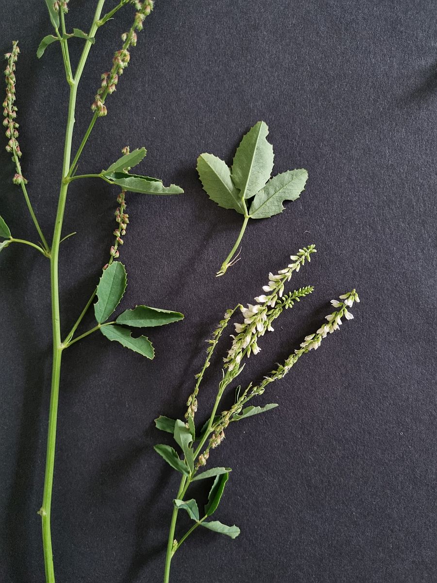 Melilotus albus (door Hanneke Waller)