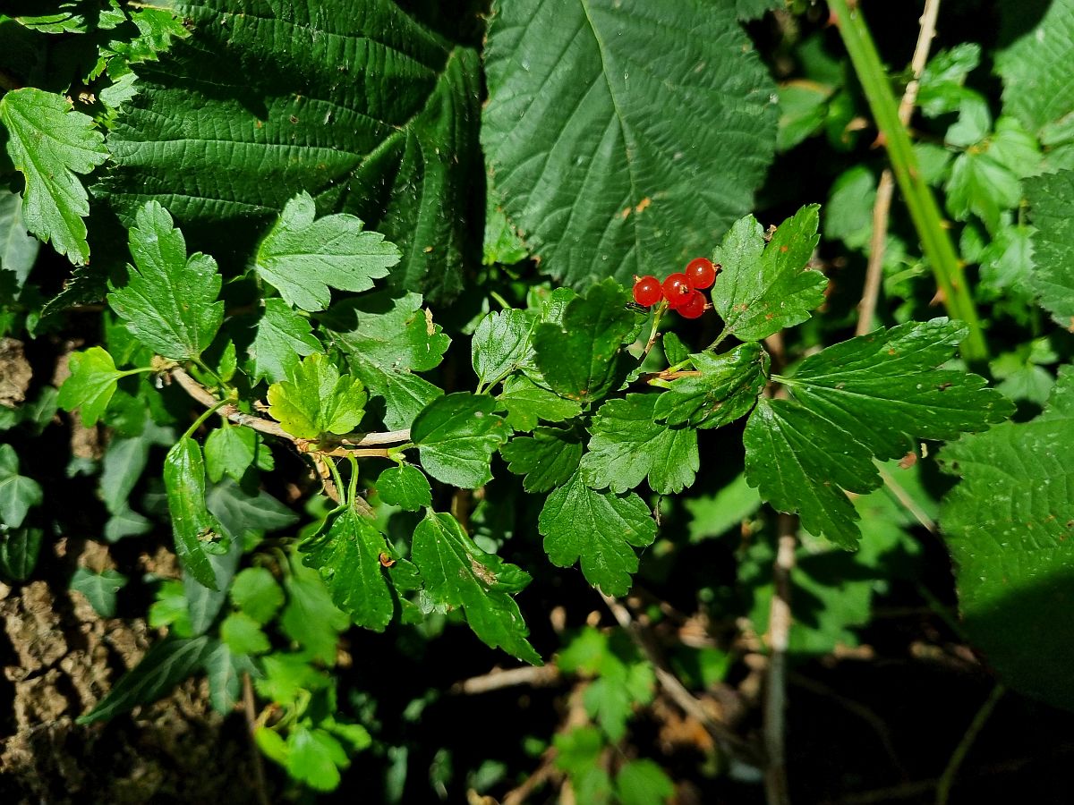 Ribes alpinum (door Hanneke Waller)