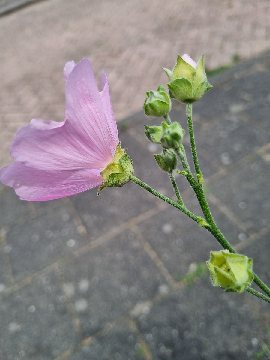 Malva thuringiaca (door Hanneke Waller)