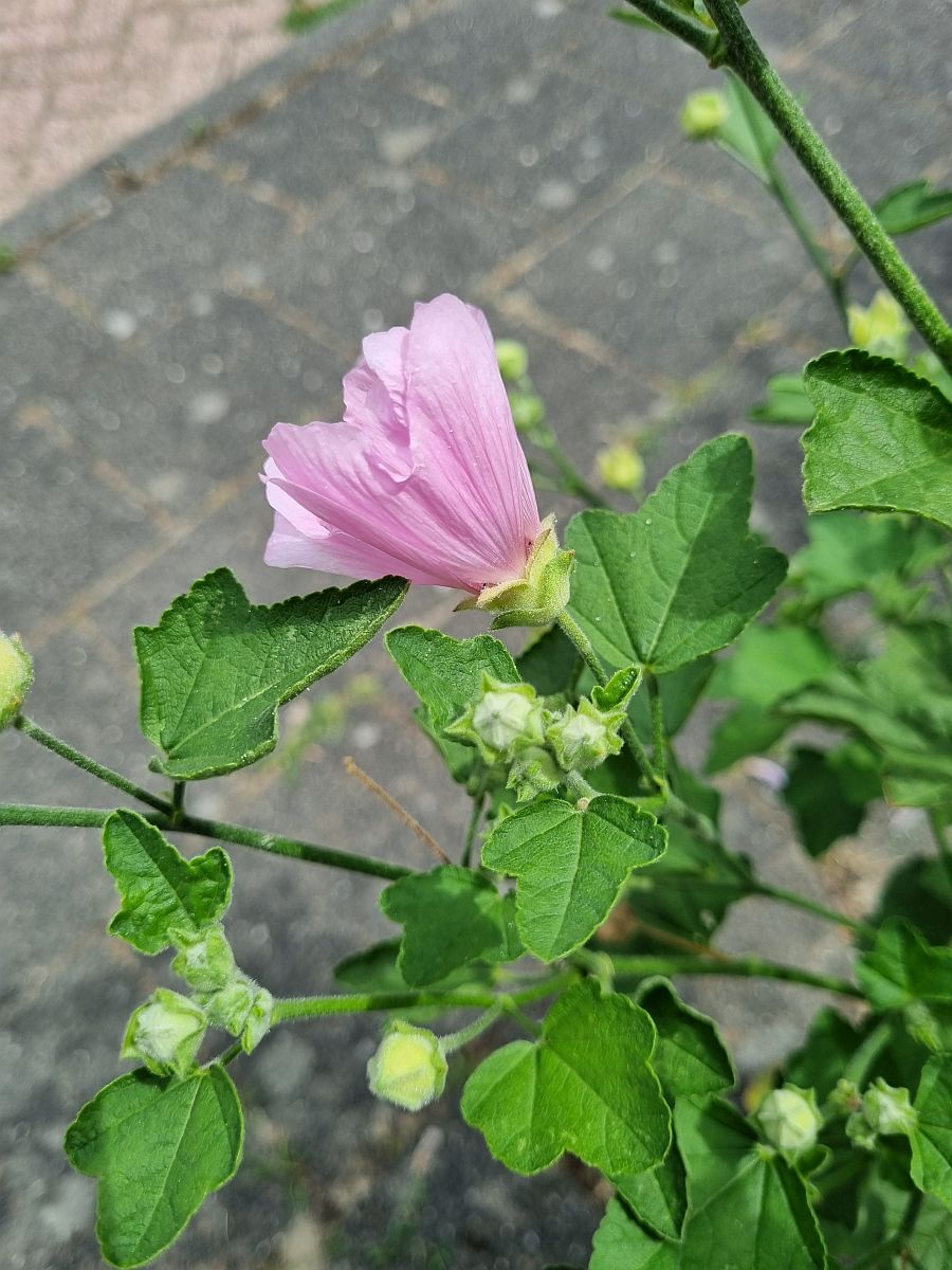 Malva thuringiaca (door Hanneke Waller)