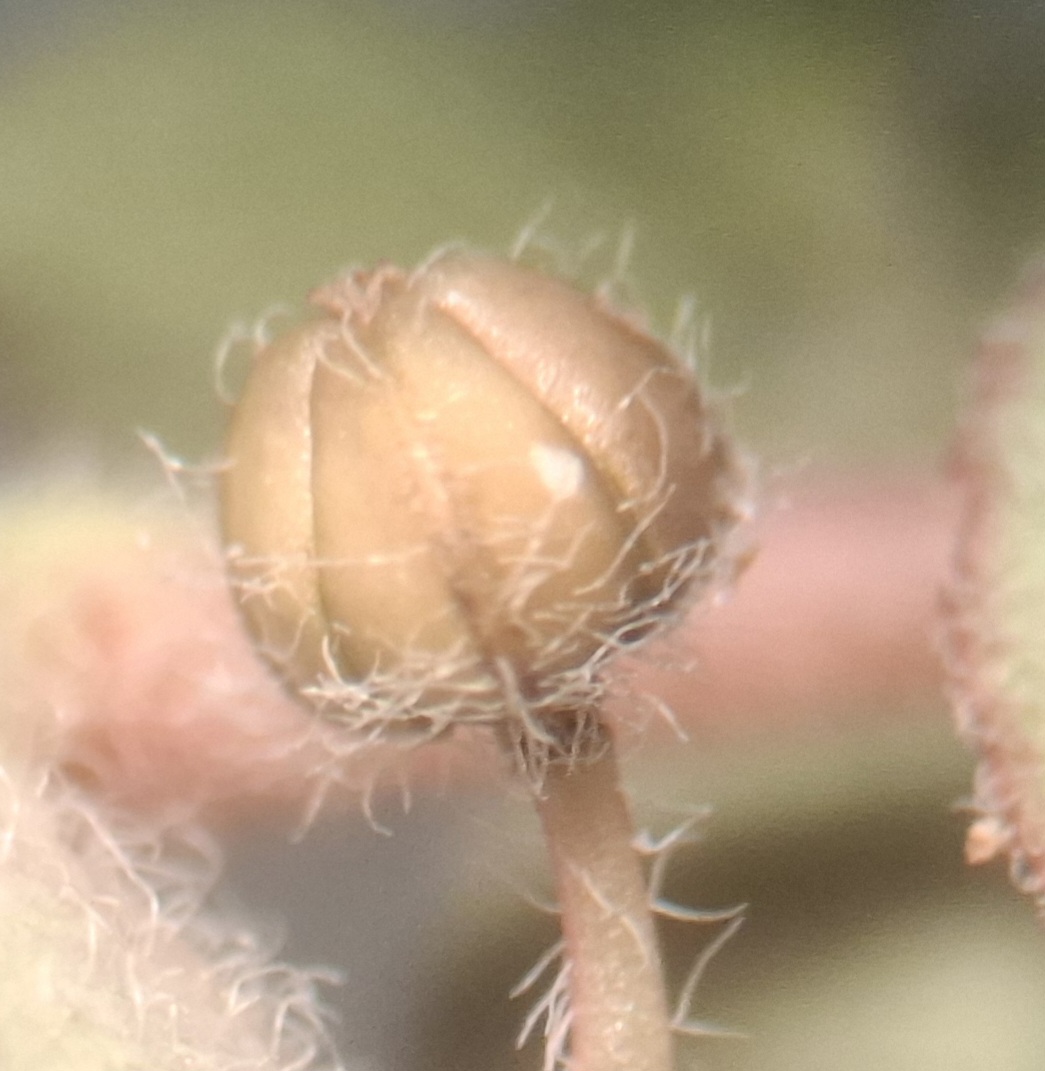 Euphorbia prostrata (door Peter Wetzels)