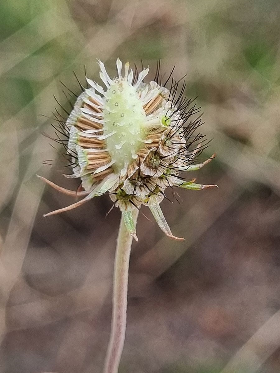 Scabiosa columbaria (door Hanneke Waller)