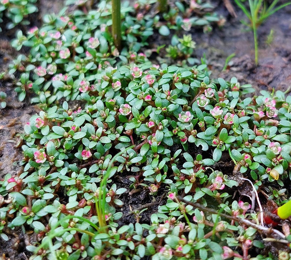 Elatine hexandra (door Els Heijman)