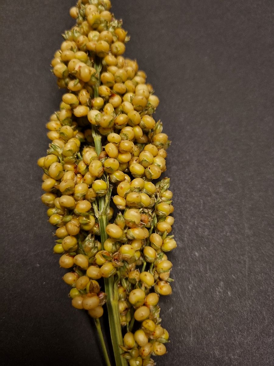Sorghum bicolor (door Hanneke Waller)