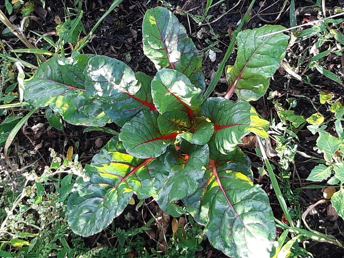 Beta vulgaris subsp. vulgaris (door Anneke Drost)