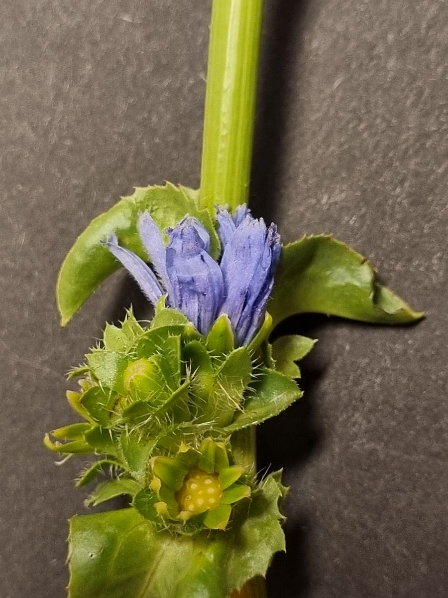 Cichorium endivia (door Hanneke Waller)