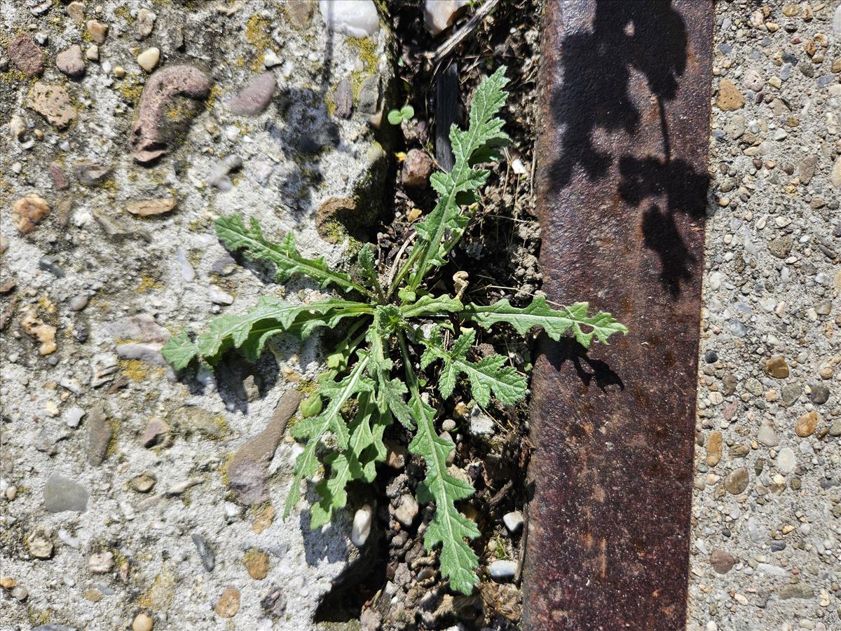 Diplotaxis virgata (door Sipke Gonggrijp)