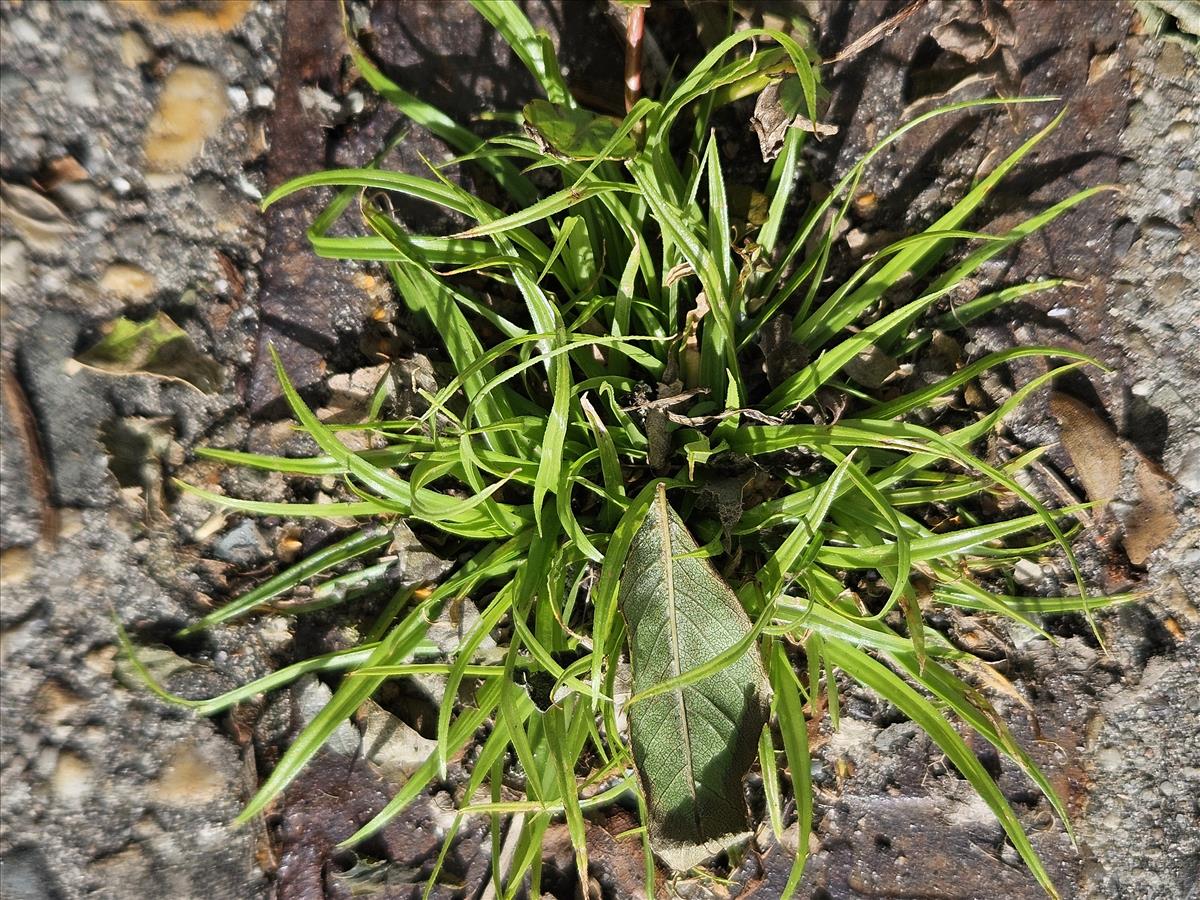 Cyperus metzii (door Sipke Gonggrijp)
