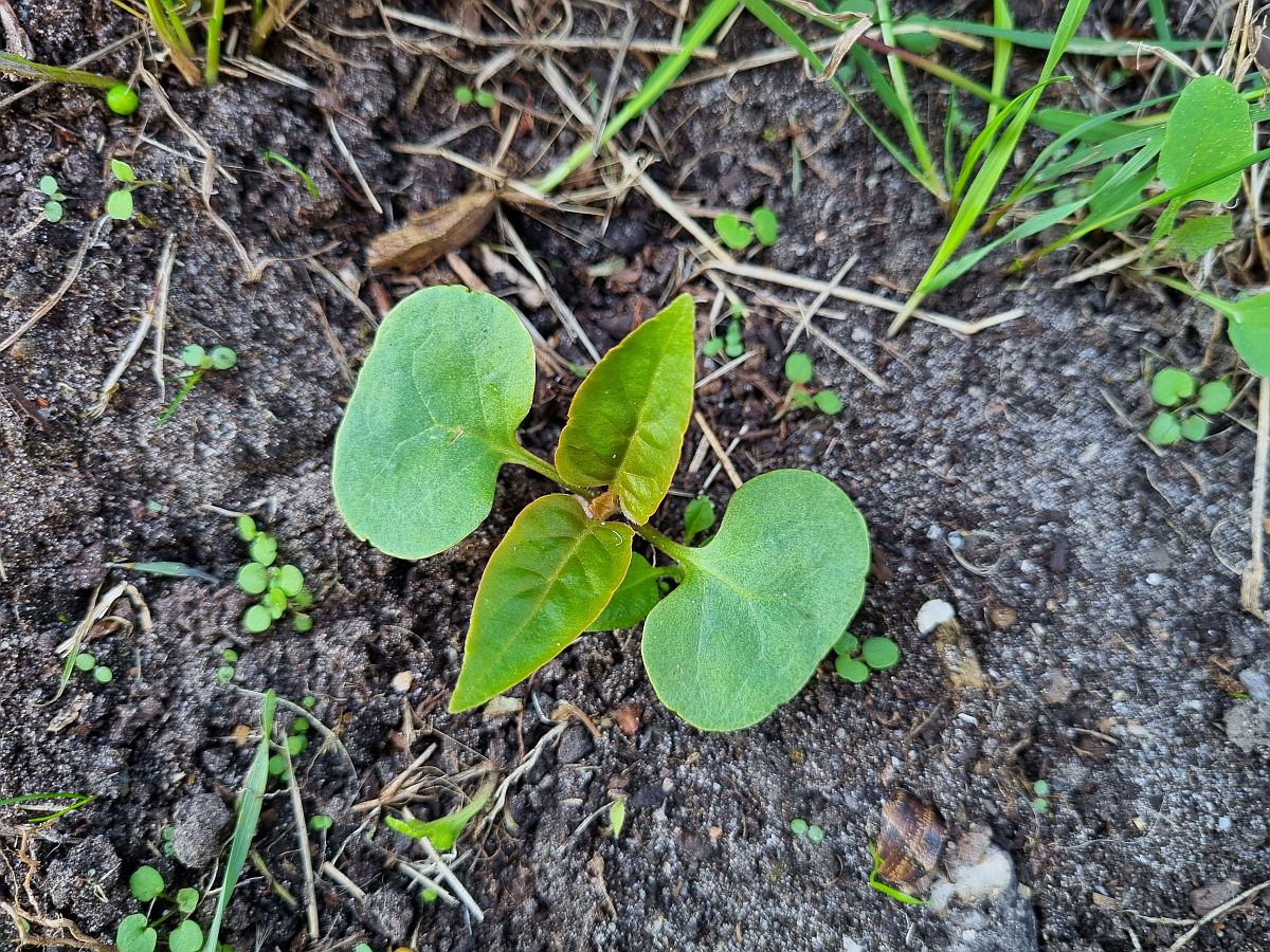 Mirabilis jalapa (door Hanneke Waller)
