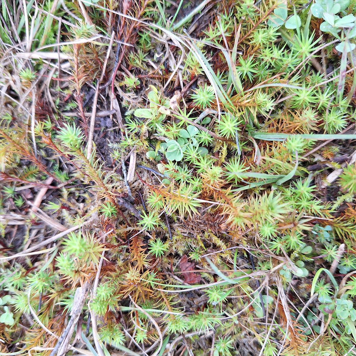Polytrichum perigoniale (door Muriel Schouten)