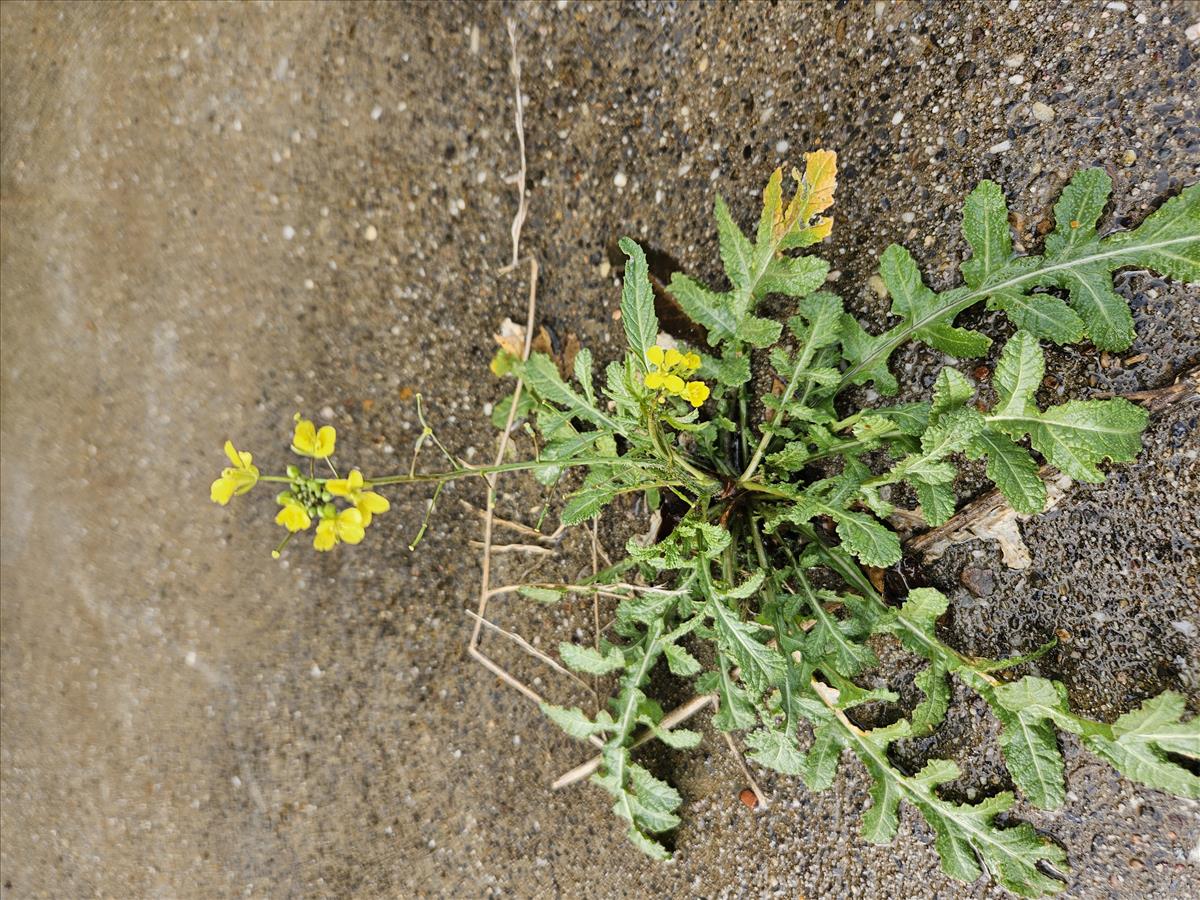 Diplotaxis virgata (door Sipke Gonggrijp)