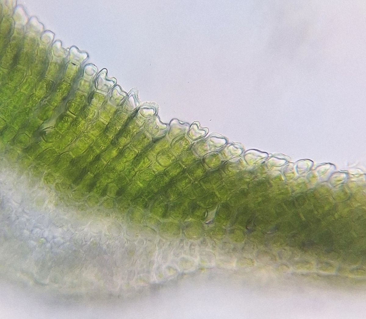 Polytrichum perigoniale (door Muriel Schouten)