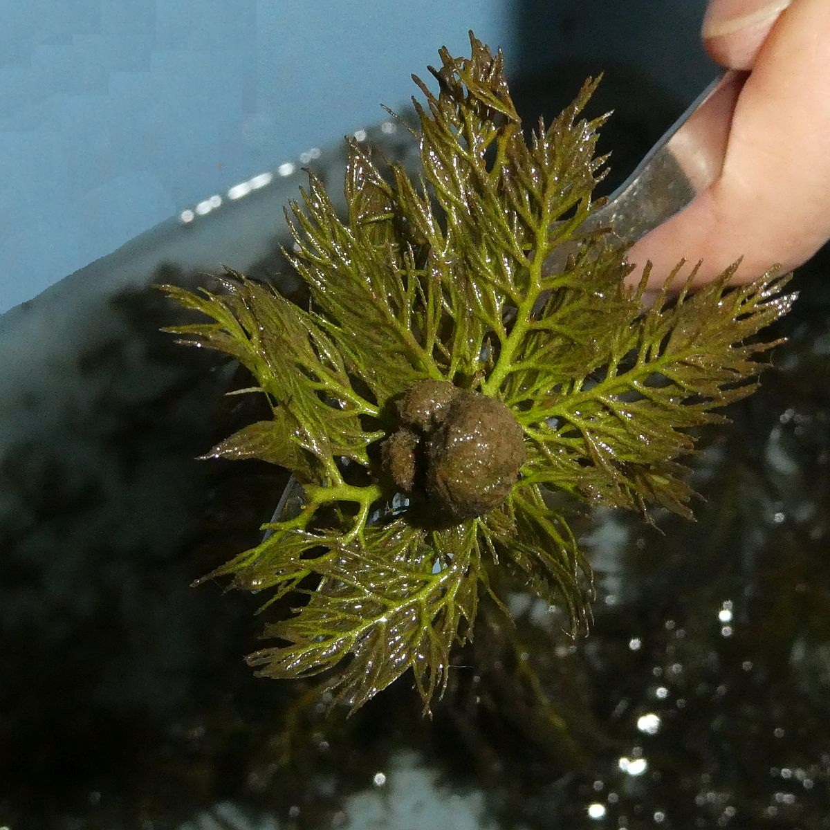 Utricularia australis / vulgaris (door Hanneke Waller)