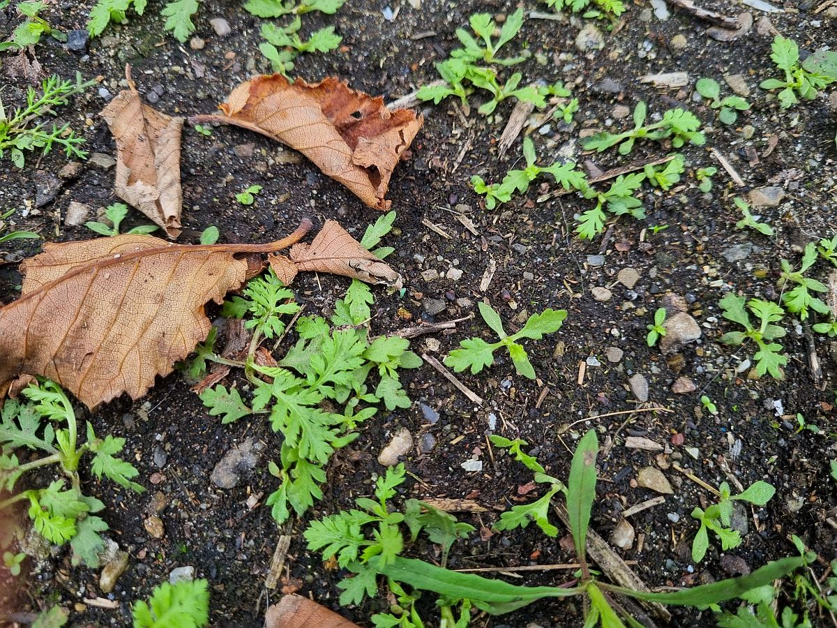 Tanacetum vulgare (door Hanneke Waller)