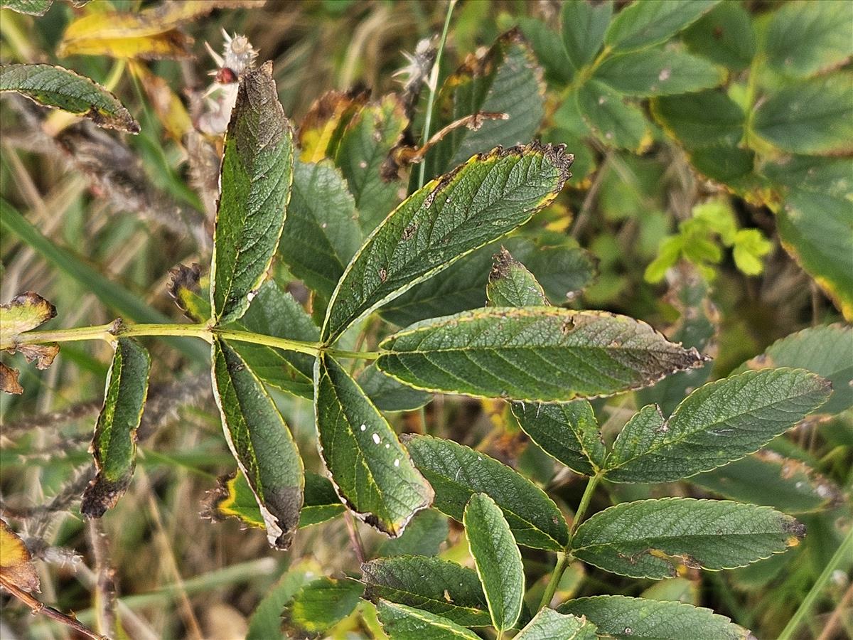 Rosa x praegeri (door Sipke Gonggrijp)