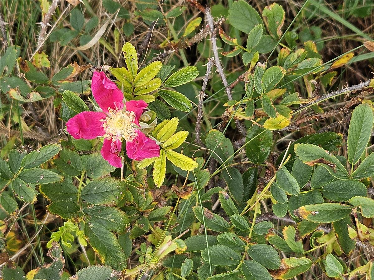 Rosa x praegeri (door Sipke Gonggrijp)