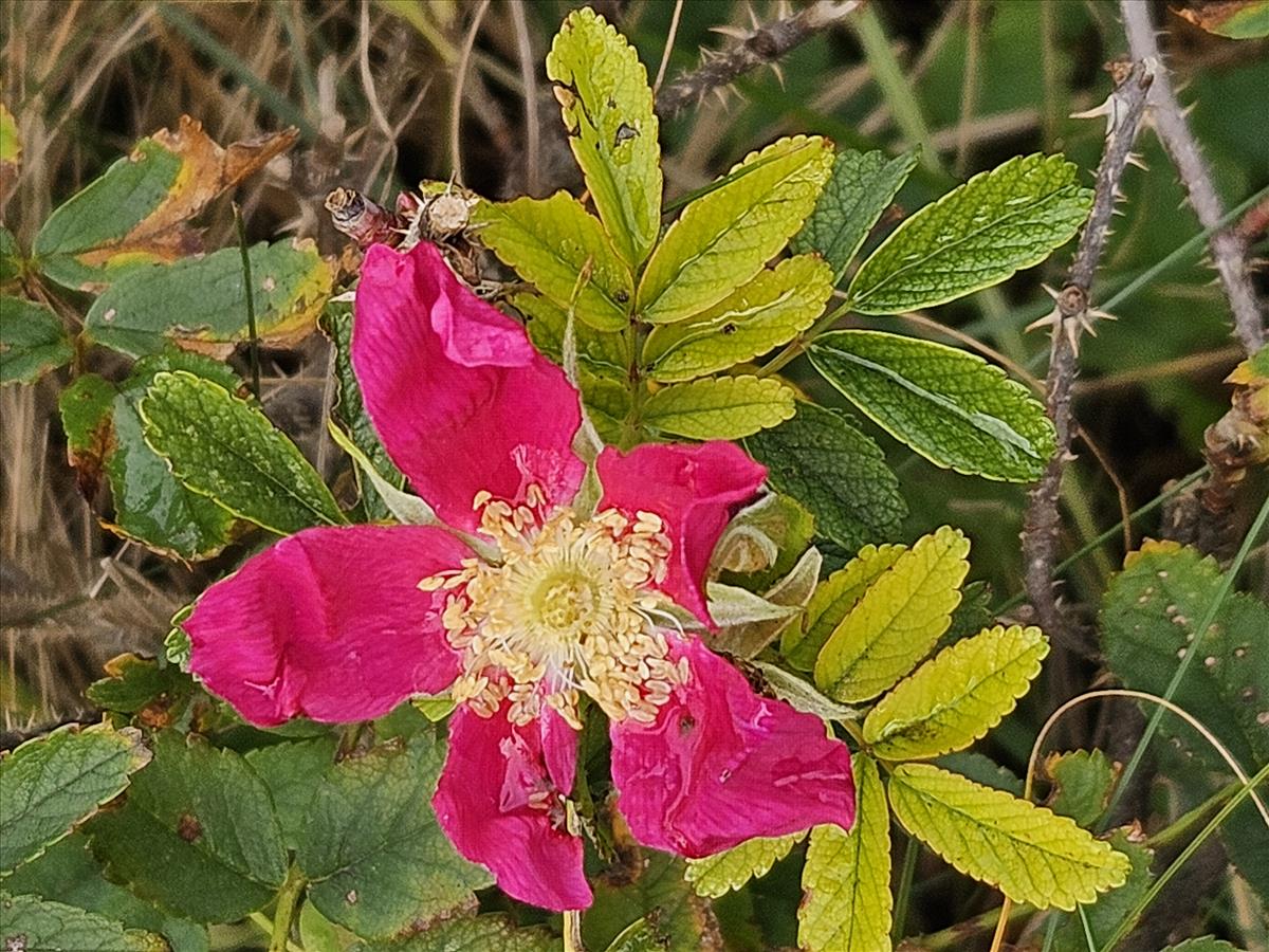 Rosa x praegeri (door Sipke Gonggrijp)