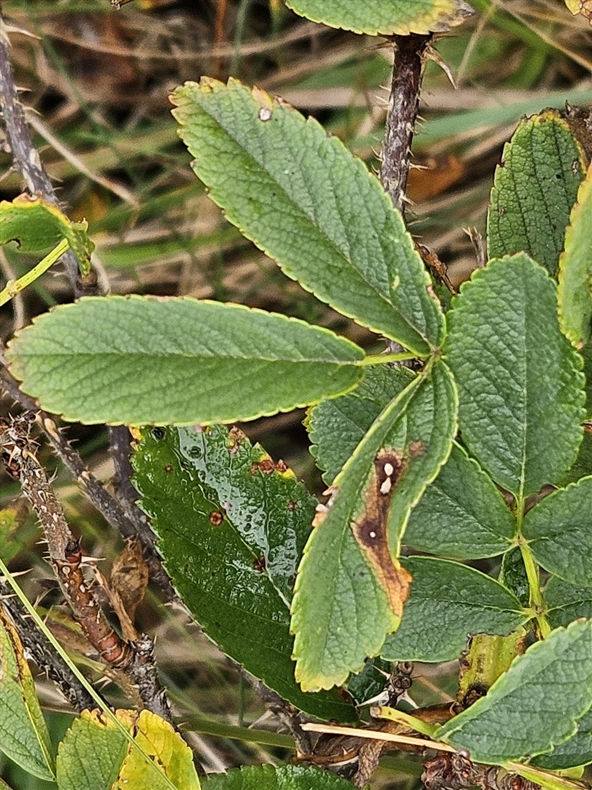 Rosa x praegeri (door Sipke Gonggrijp)