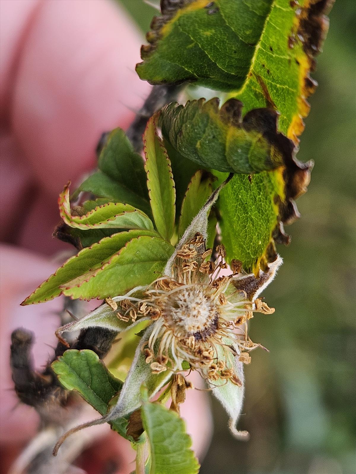 Rosa x praegeri (door Sipke Gonggrijp)