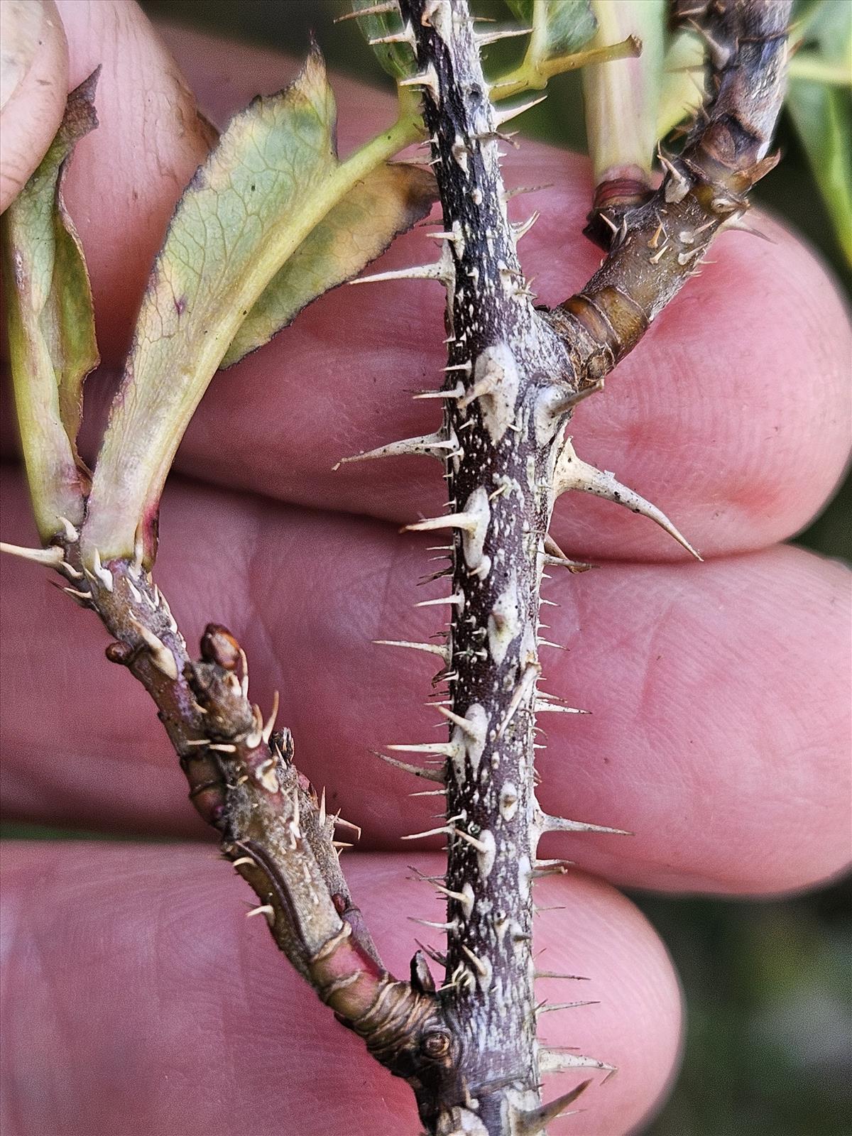 Rosa x praegeri (door Sipke Gonggrijp)