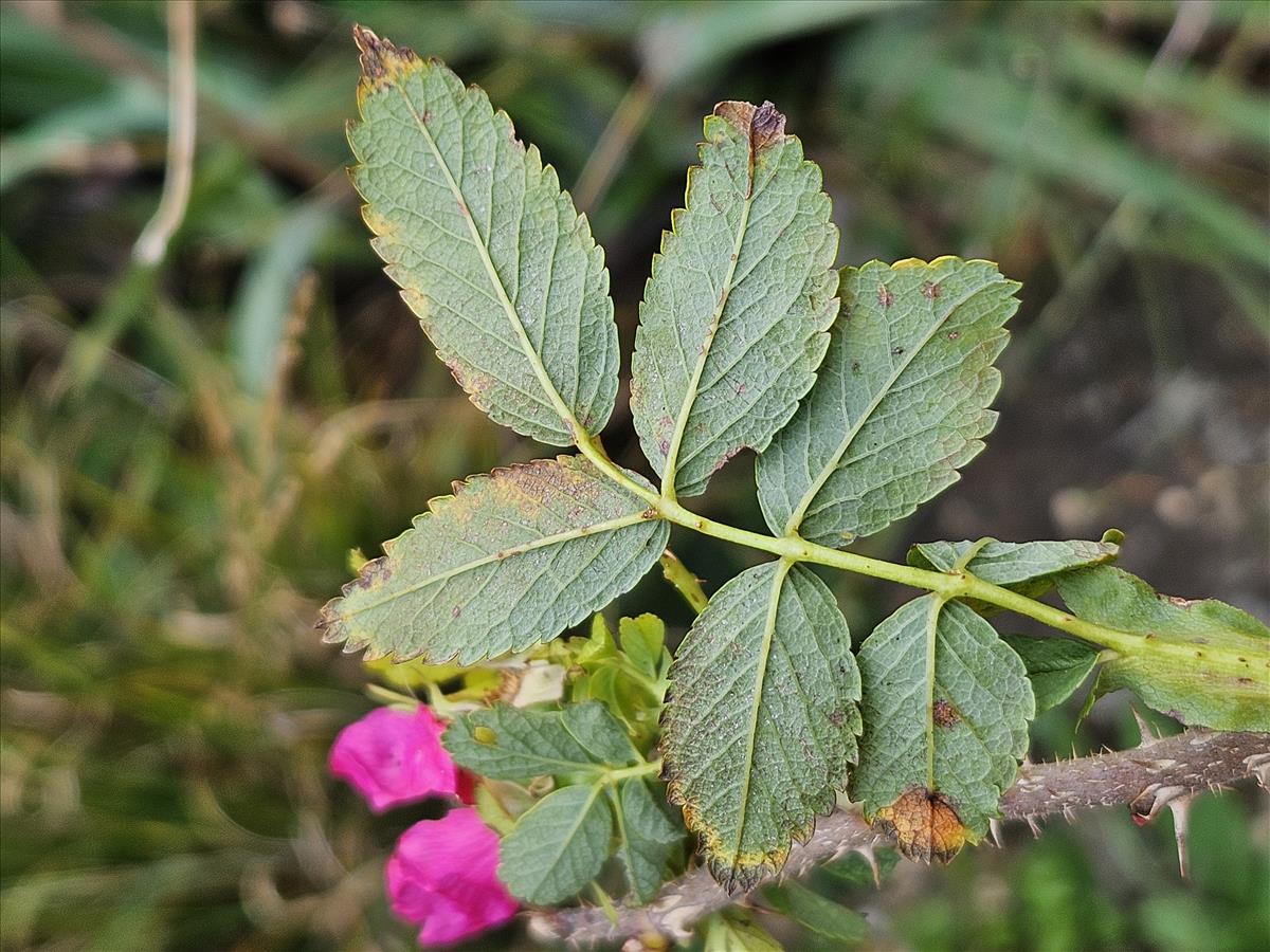 Rosa x praegeri (door Sipke Gonggrijp)