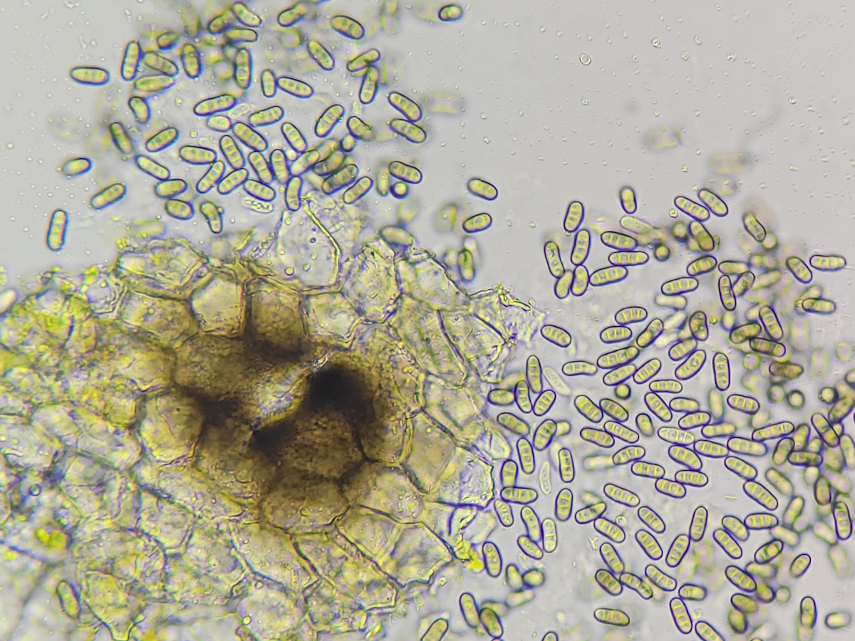 Eopyrenula grandicula (door Guido Berger)