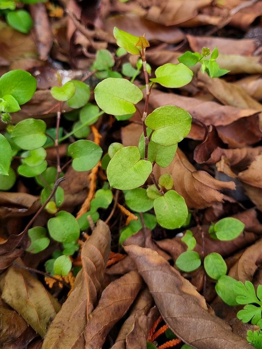 Muehlenbeckia complexa (door Hanneke Waller)