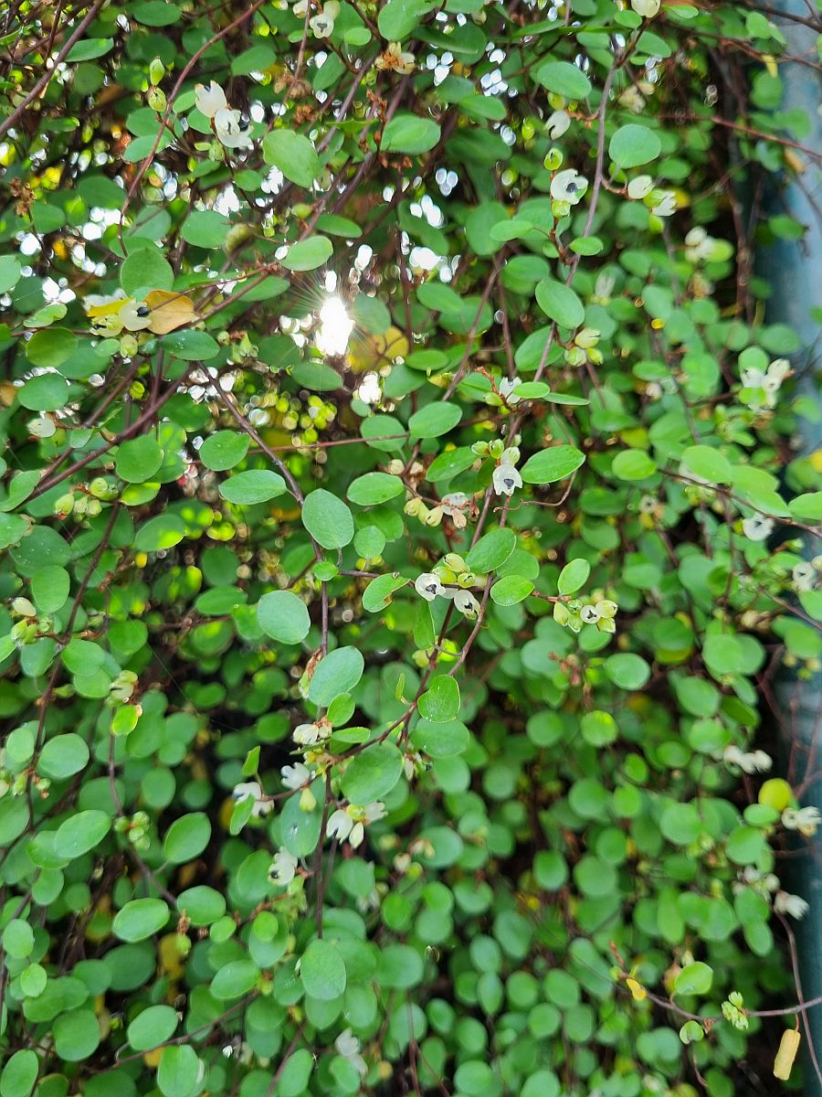 Muehlenbeckia complexa (door Hanneke Waller)