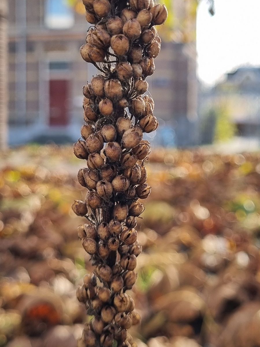 Verbascum nigrum (door Hanneke Waller)