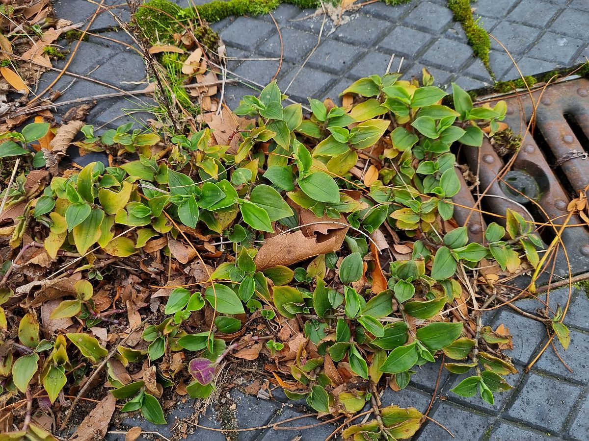 Tradescantia fluminensis (door Hanneke Waller)