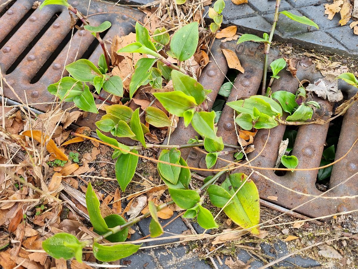 Tradescantia fluminensis (door Hanneke Waller)