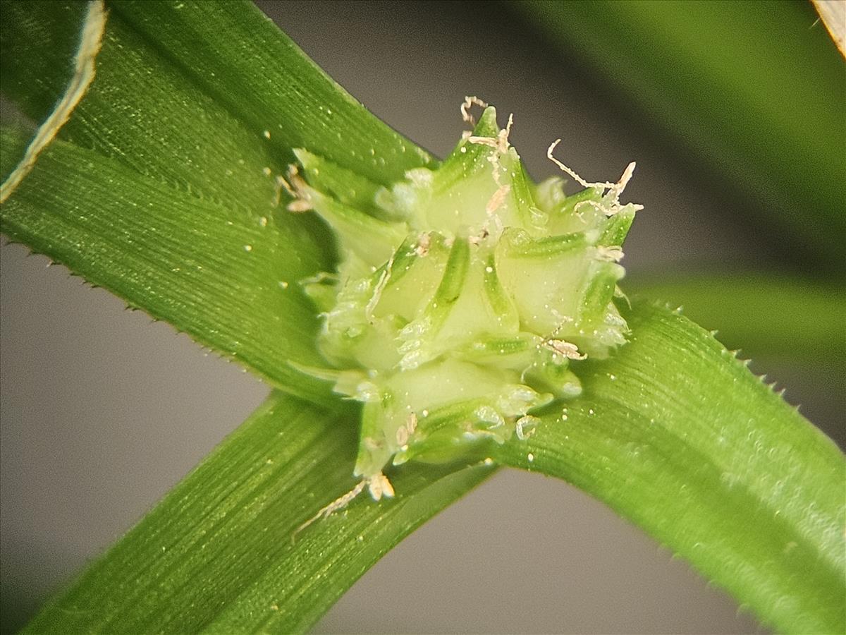 Cyperus metzii (door Sipke Gonggrijp)