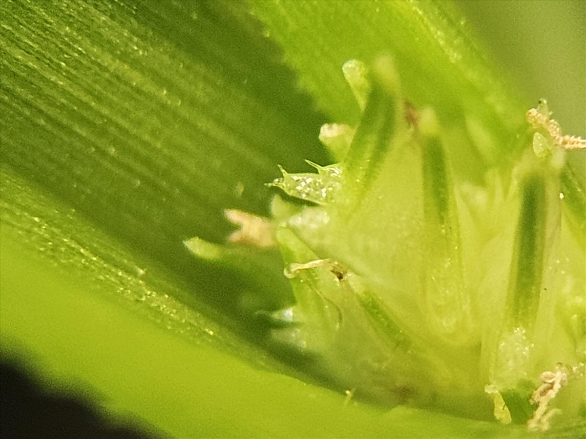 Cyperus metzii (door Sipke Gonggrijp)