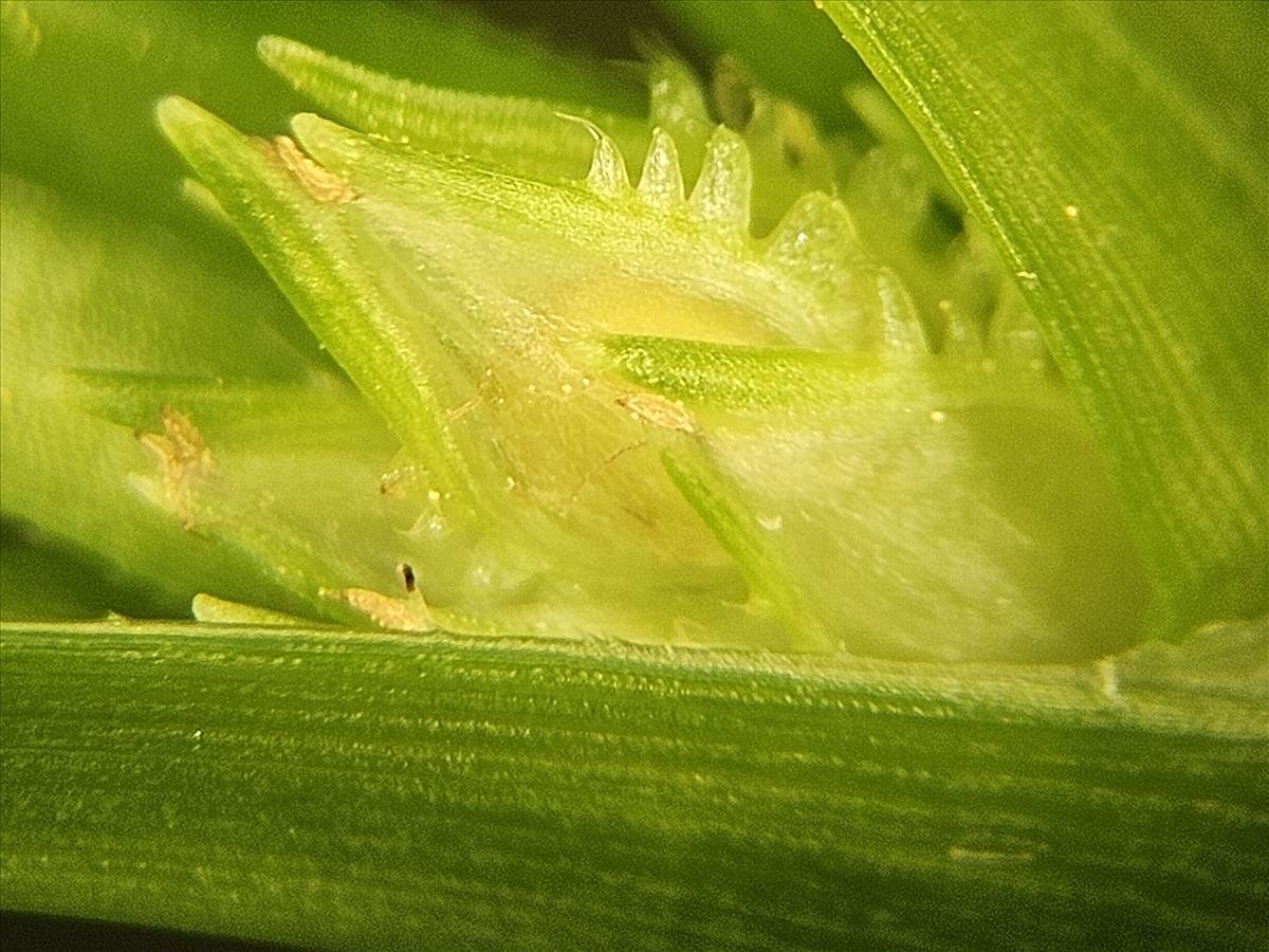 Cyperus metzii (door Sipke Gonggrijp)