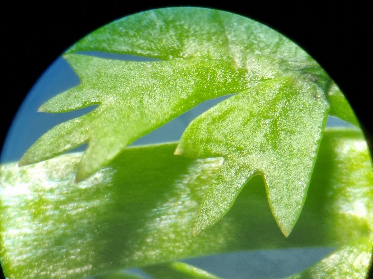 Lepidium coronopus (door Hanneke Waller)