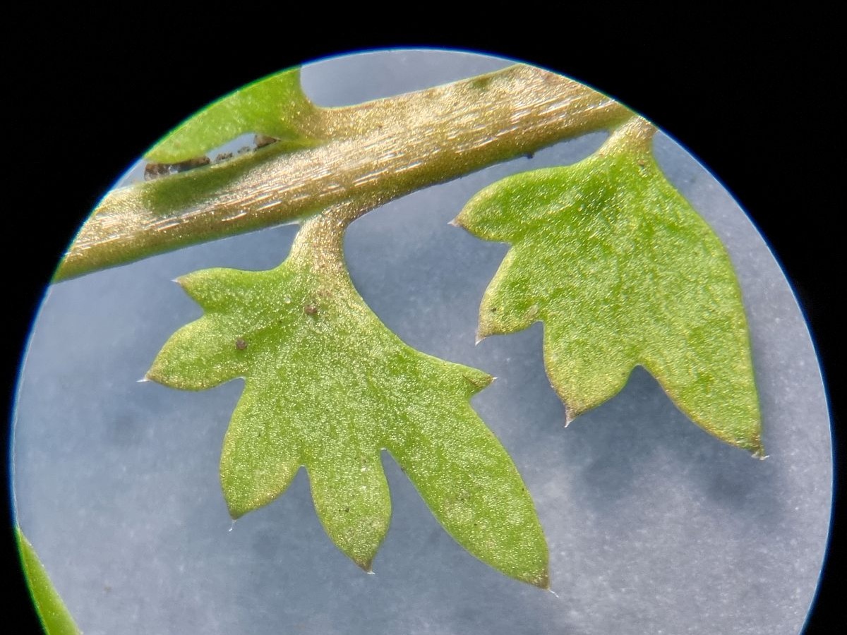 Lepidium didymum (door Hanneke Waller)