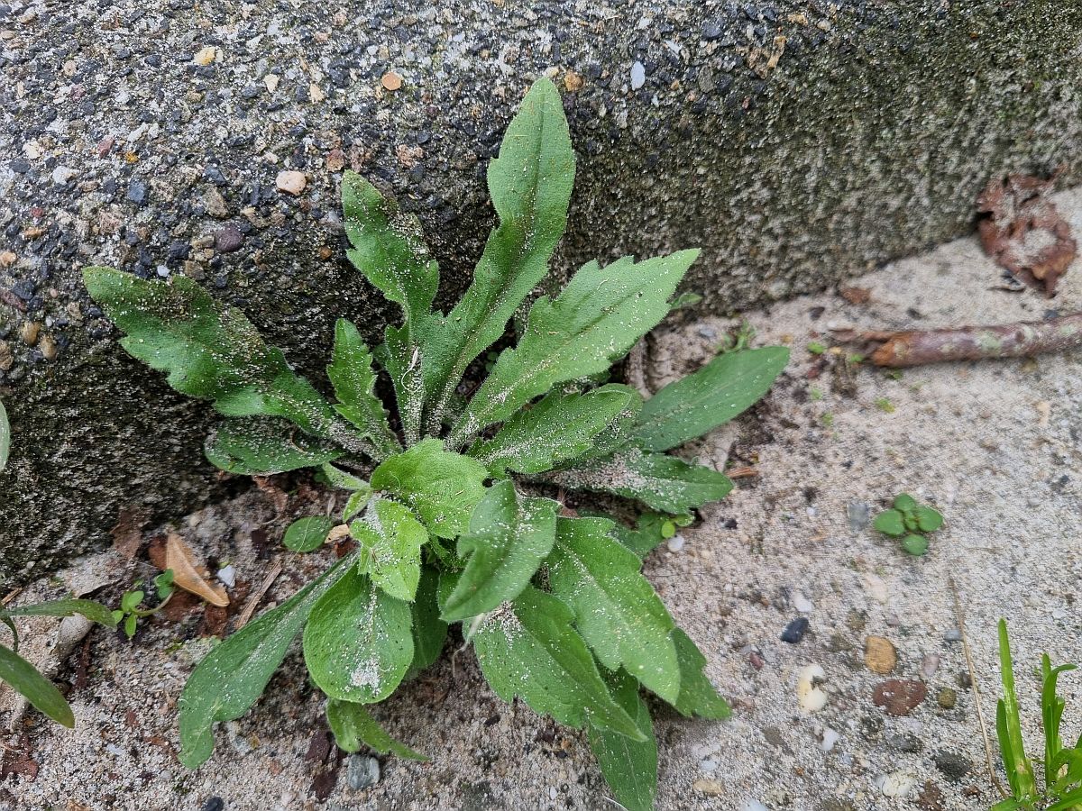 Erigeron bonariensis (door Hanneke Waller)