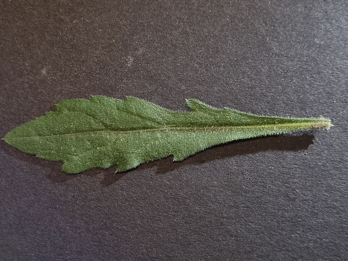 Erigeron bonariensis (door Hanneke Waller)