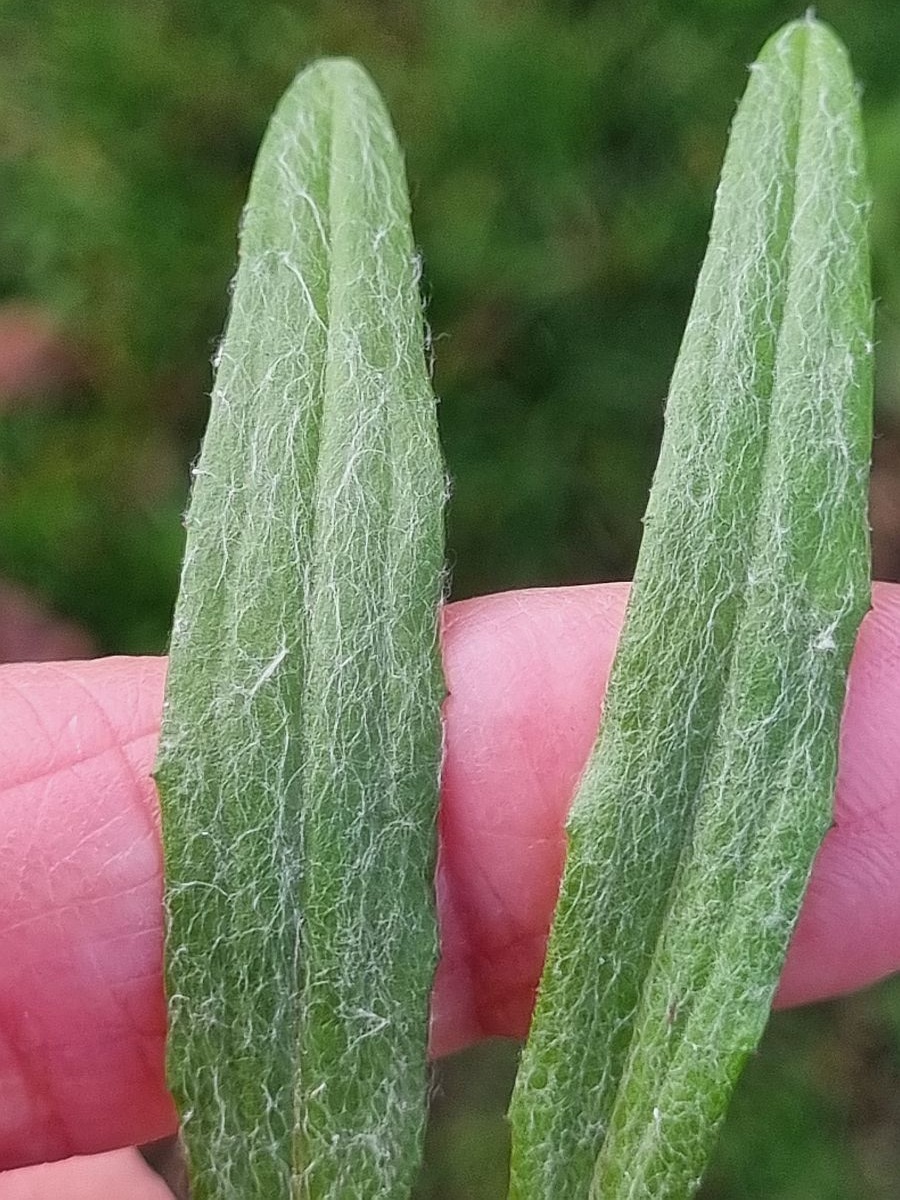 Centaurea cyanus (door Hanneke Waller)