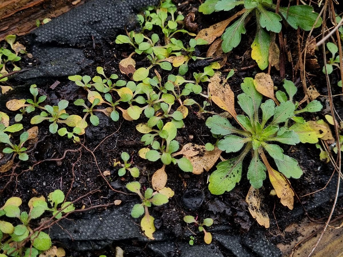 Erigeron canadensis (door Hanneke Waller)
