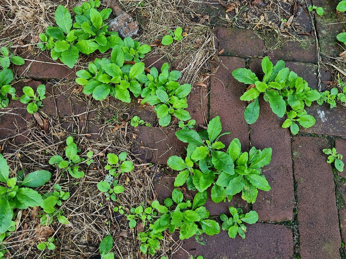 Erigeron sumatrensis (door Hanneke Waller)