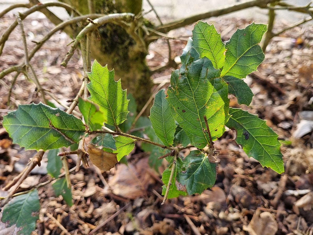 Quercus ilex (door Hanneke Waller)